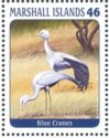 Blue Crane (Anthropoides paradisea)